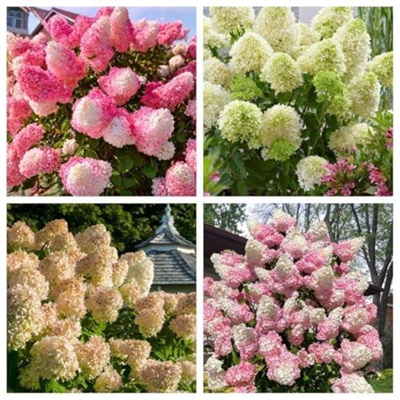 10 Best Companion Plants for Hydrangeas in 2027 6 200 panicle hydrangea seeds