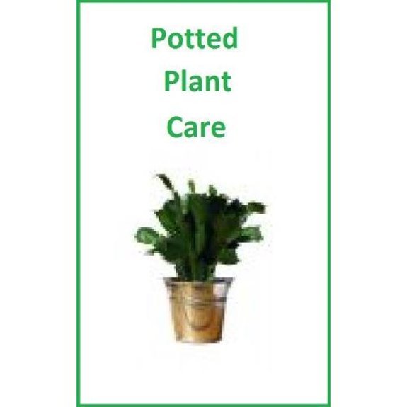 10 Best Places to Put Christmas Cactus in 2027 5 care for specialty potted plants