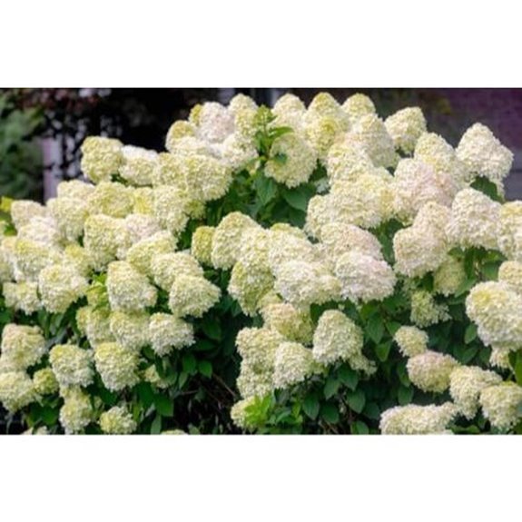 10 Best Companion Plants for Hydrangeas in 2027 3 hydrangea paniculata flower seeds