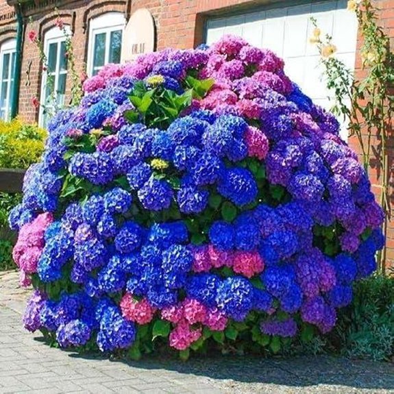 10 Best Companion Plants for Hydrangeas in 2027 7 hydrangea seeds assortment colors