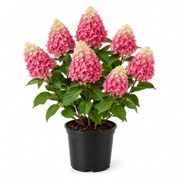 10 Best Companion Plants for Hydrangeas in 2027 8 little quick fire hydrangea tree