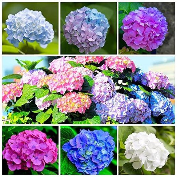 10 Best Companion Plants for Hydrangeas in 2027 5 mixed color hydrangea seeds