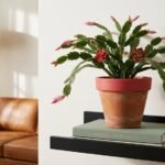 top christmas cactus placement guide