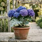 top companion plants for hydrangeas